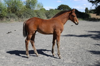 Charlton M (Capatino GNZ Filly)