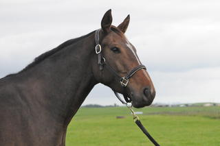 Charlton Xtreme- SOLD